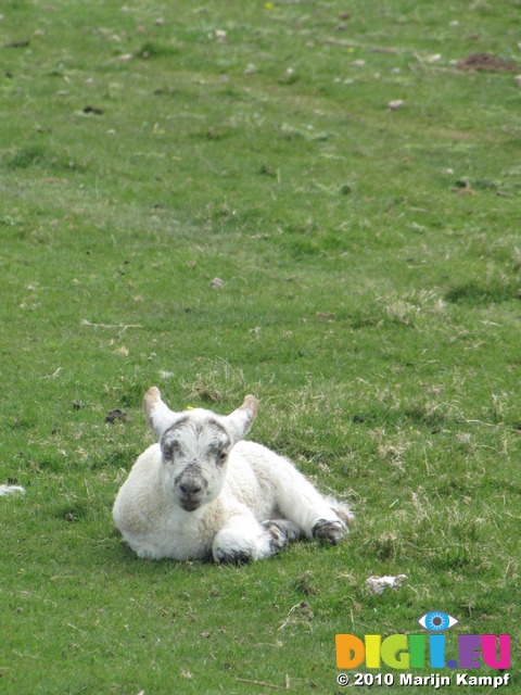 SX14048 Little white lamb laying in grass